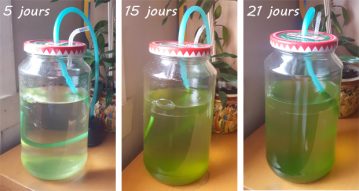 Bio fablab : création d’un photobioréacteur